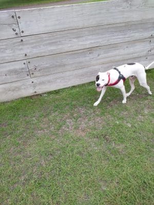 Lions Park with Dog Park