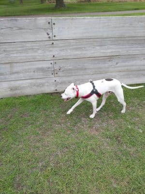 Lions Park with Dog Park