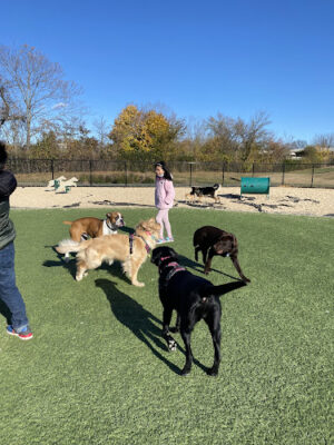Tully Dog Park