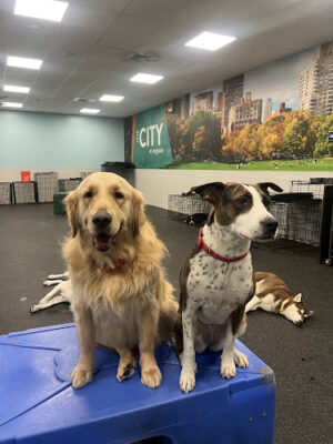 Dogtopia of Garden City Park
