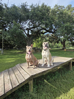 Dog Park