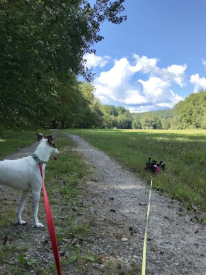 New Milford River Trail