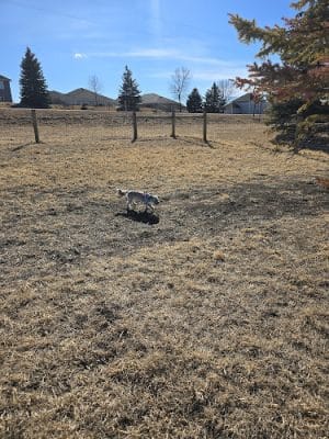 New Prague Off-Leash Dog Park