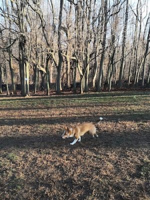 Paws Place Dog Park