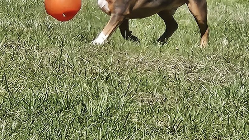 Paws Place Dog Park - New Rochelle, NY