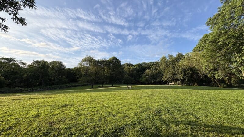 Paws Place Dog Park - New Rochelle, NY
