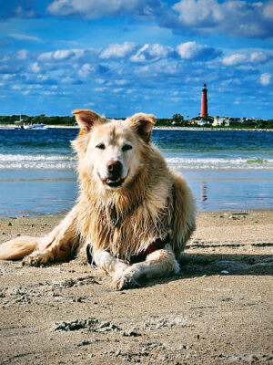 New Smyrna Dunes Dog Beach
