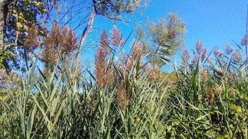 Mill Road Park - New Troy,