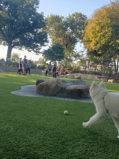 Carl Schurz Park Dog Runs - New York, NY