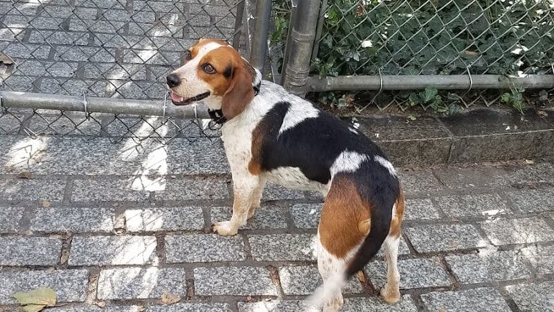 Chelsea Waterside Dog Park - New York,