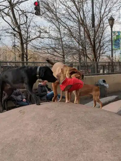 Chelsea Waterside Dog Park - New York,