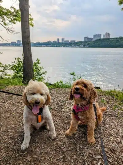 J. Hood Wright Park Dog Run - New York, MI
