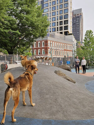 Chelsea Waterside Dog Park