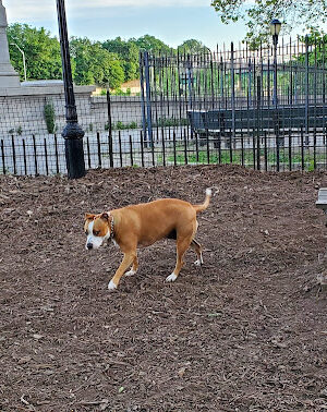 142nd Street Dog Run