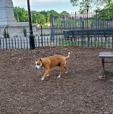 142nd Street Dog Run