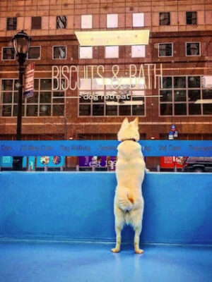 Biscuits & Bath - Battery Park