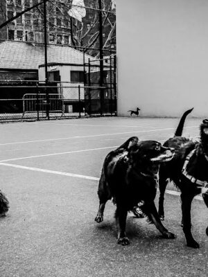 Chelsea Park Dog Run