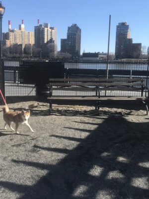 East River Esplanade Dog Run