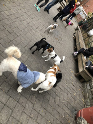 Fishbridge Park Garden Dog Run