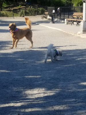 J. Hood Wright Park Dog Run
