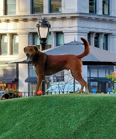 Jemmy's Dog Run - New York, NY
