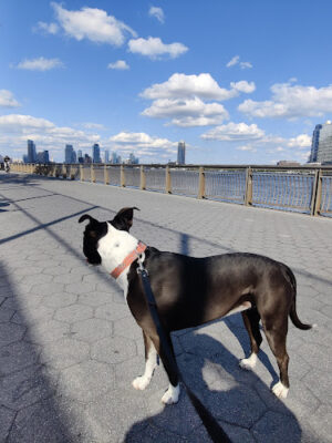 John V. Lindsay East River Park