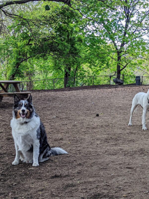 Morningside Park Dog Run