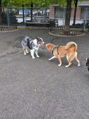 Pier 84 Dog Run