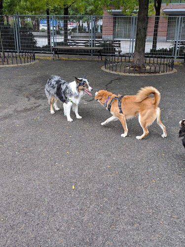 Pier 84 Dog Run