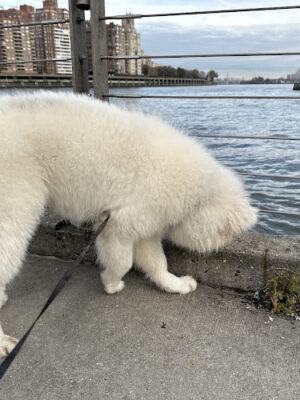 Roosevelt Pups
