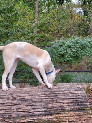 Sir William's Dog Run