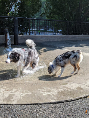Sirius Dog Run