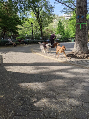 Stuyvesant Park Dog Run