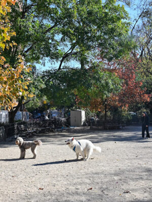 Tompkins Square Dog Run
