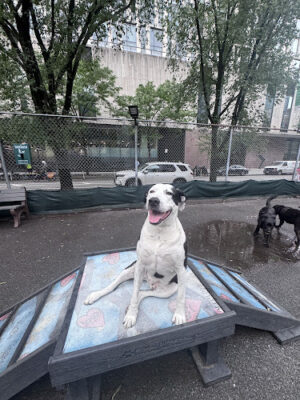 Tribeca Dog Run