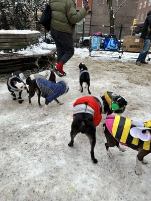 Washington Square Park Dog Run