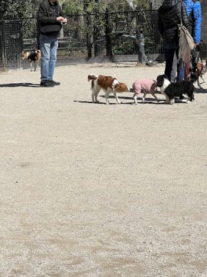 Washington Square Park Dog Run