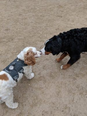 Washington Square Park Dog Run