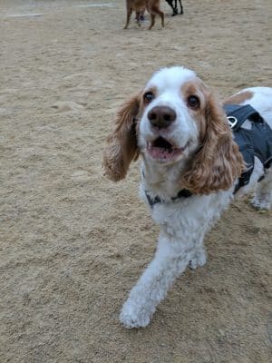 Washington Square Park Dog Run
