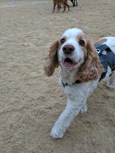Washington Square Park Dog Run