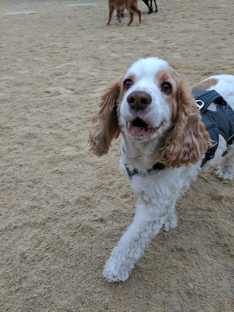 Washington Square Park Dog Run - New York, NY