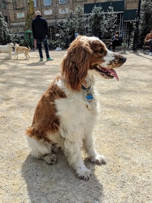 Washington Square Park Dog Run