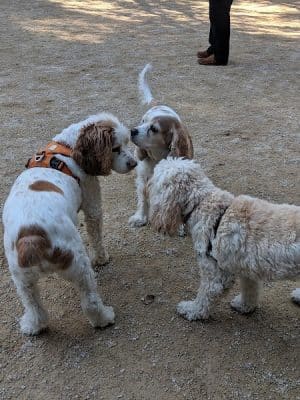 Washington Square Park Dog Run