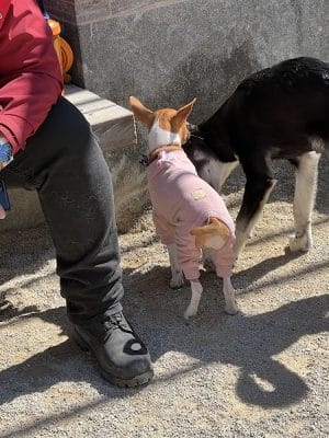 Washington Square Park Dog Run