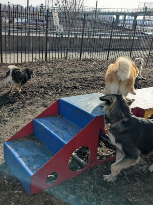 Tom's Dog Run