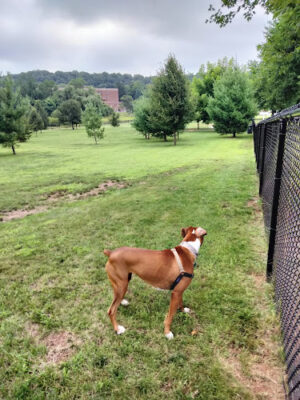 Newington Dog Park