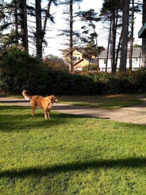 Agate Beach Neighborhood and Dog Park