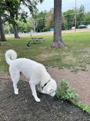 Newton Dog Park
