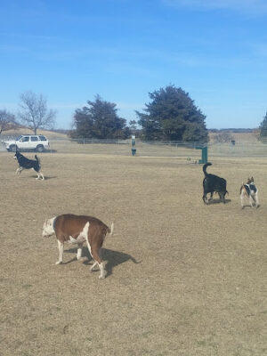 Centennial Dog Park