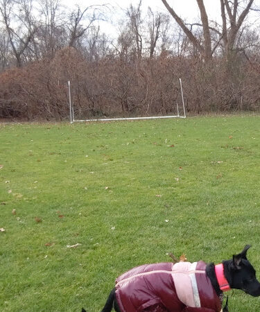 Cold Spring Dog Park - Parking